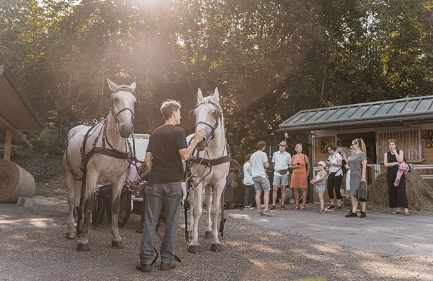 Secrets of the Viennese Fiaker and carriage ride in Vienna