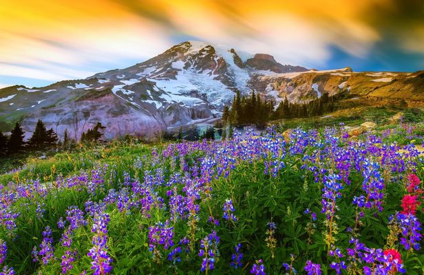 Mount Rainier National Park Full-Day Tour from Seattle