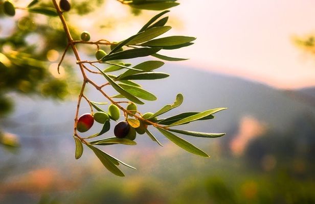Olive grove and olive oil tasting full day tour from Athens