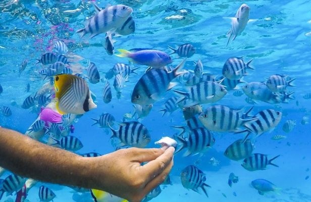 Bora Bora lagoon half-day cruise with snorkeling