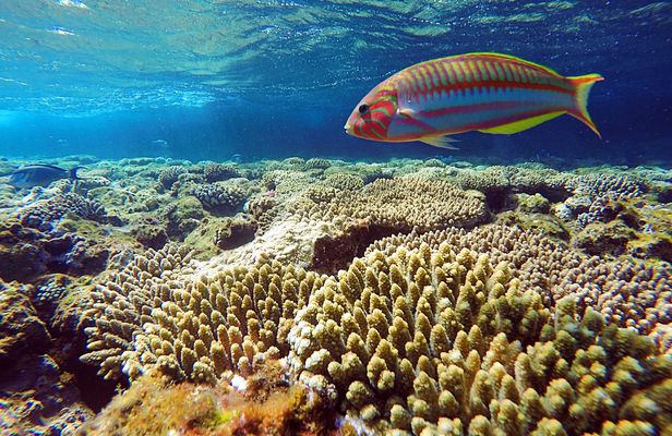 Ras Mohamed National Park jeep tour from Sharm