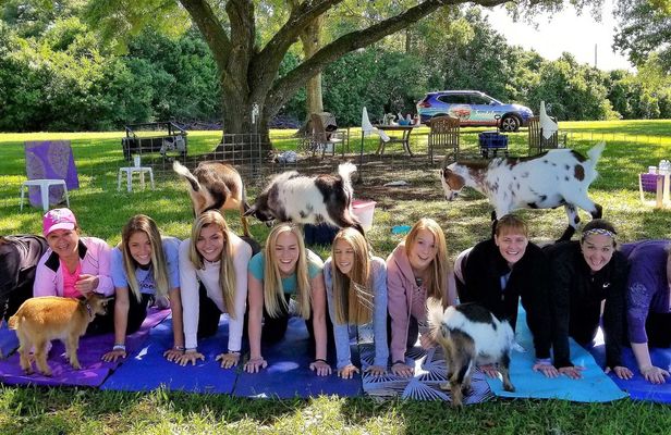 Goat Yoga Class with Mimosa and Farm Tour in Houston