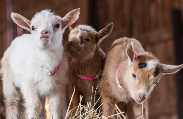 Baby goat snuggle session In Houston