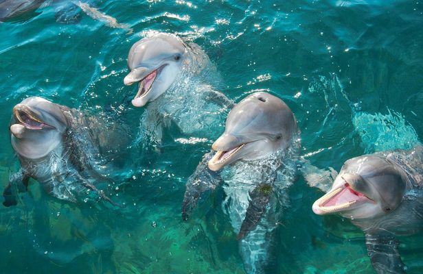 Delphinus dolphin experiences at Playa Mujeres – ticket only