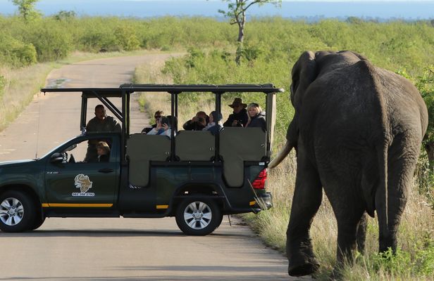 Kruger National Park full-day private safari