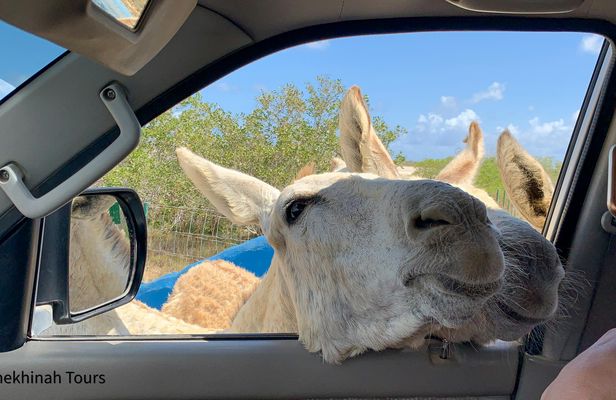 Donkey sanctuary tour with a local guide