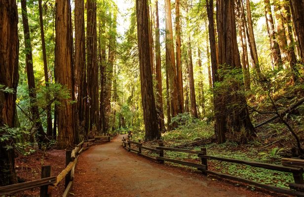 Alcatraz, Muir Woods and Golden Gate Bridge visit