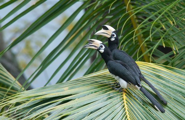 Desaru Coast birdwatching guided experience