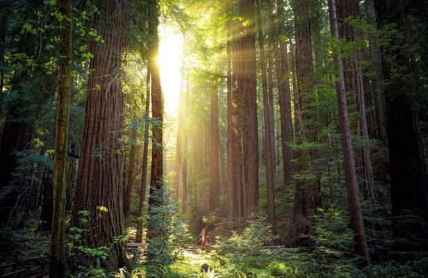Muir Woods express tour and Golden Gate Bridge