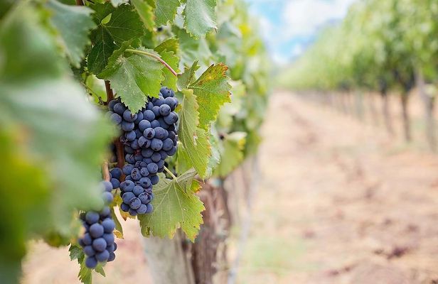 Winery and Pamukkale sunset guided tour with pick-up and dinner