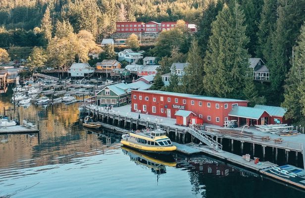 Premier half-day whale watching tour in Telegraph Cove