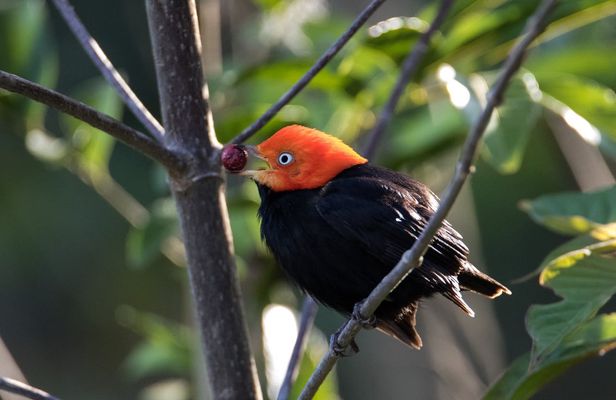 Bird watching Muyil guided excursion