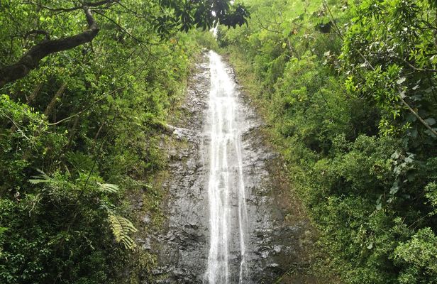 Oahu Guided Hawaii's Rainforest Hike