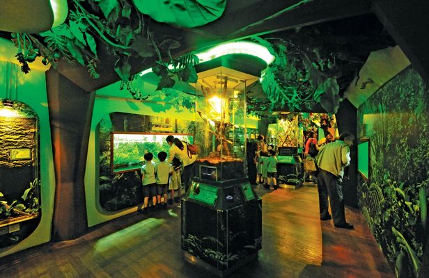 Private family tour of nature, birds and butterflies in Kuala Lumpur