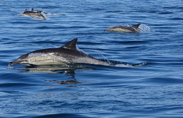 Dolphin watching tour in the Algarve