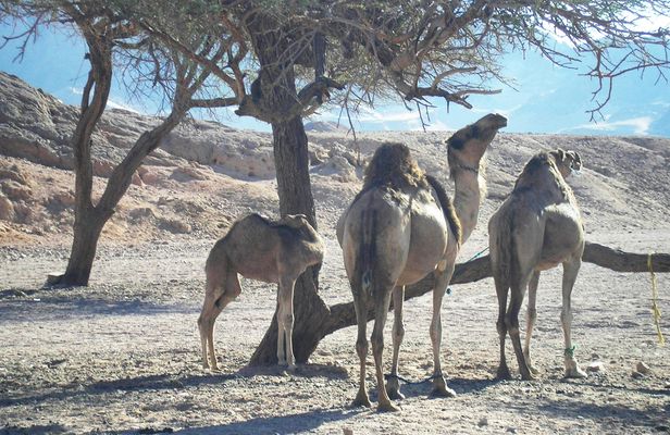 Stargazing with a quad bike, camel ride, dinner and show in Sharm El Sheikh