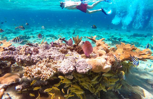 Pearl Island beach escape tour with lunch and snorkeling