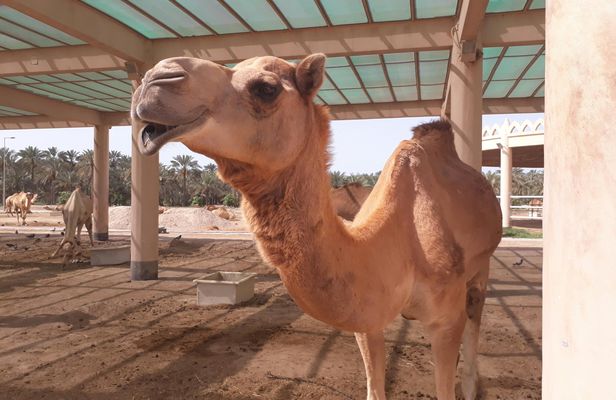 Bahrain full-day private tour