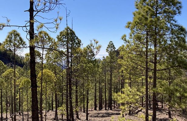 Hiking tour of the Laurel forest in Gran Canaria