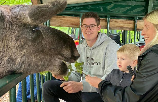 Moosesafari by carriage near Helsingborg