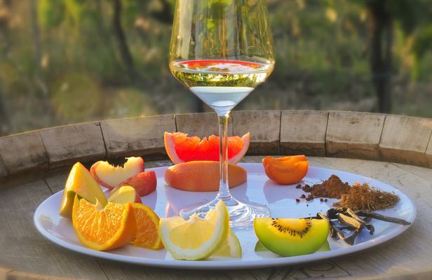 Educational guided wine tour and tasting in Siena