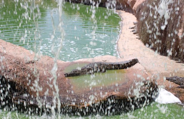 Crocoparc Visit from Agadir or Taghazout with Entrance Fees