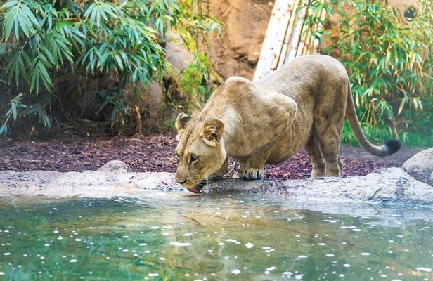 Loro Parque Diamond Entry Tickets