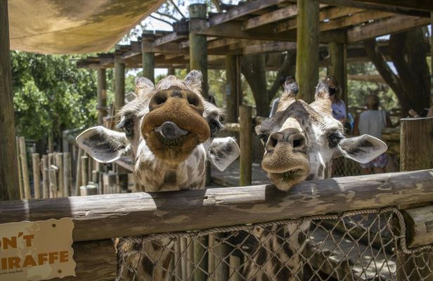 Brevard Zoo Admission in Melbourne