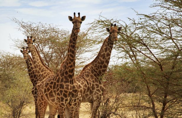 Bandia half-day safari from Saly or Somone