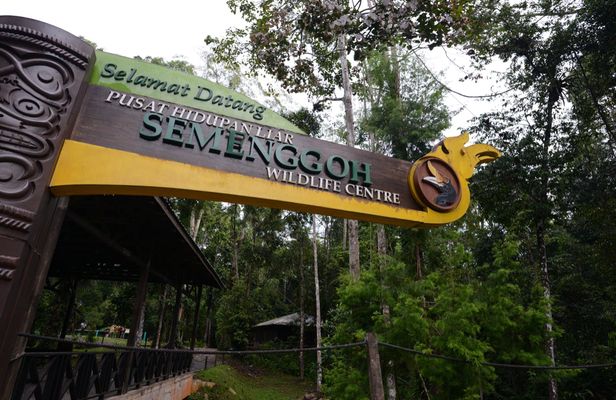 Semenggoh wildlife center half-day tour from Kuching