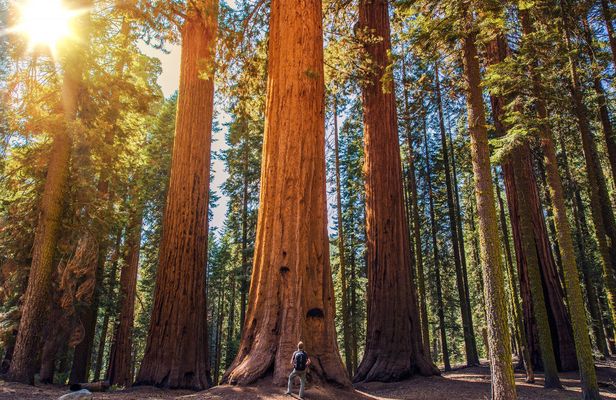 Sequoia and Kings Canyon National Park self-guided driving audio tour