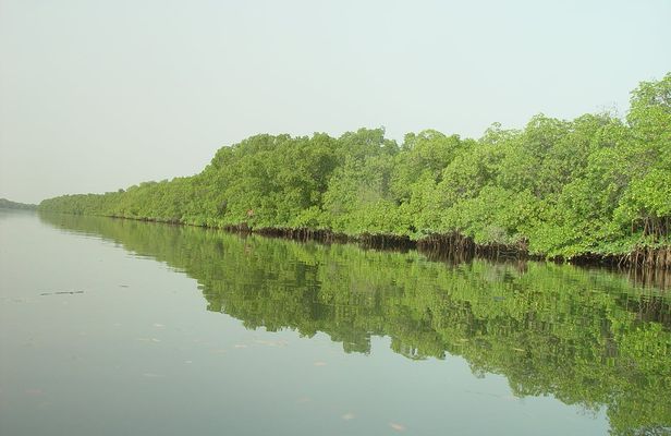 Bush & Saloum Delta full-day guided tour from Pointe Sarène