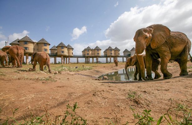 Tsavo East, Taita Hills & Salt Lick three-day safari from Mombasa