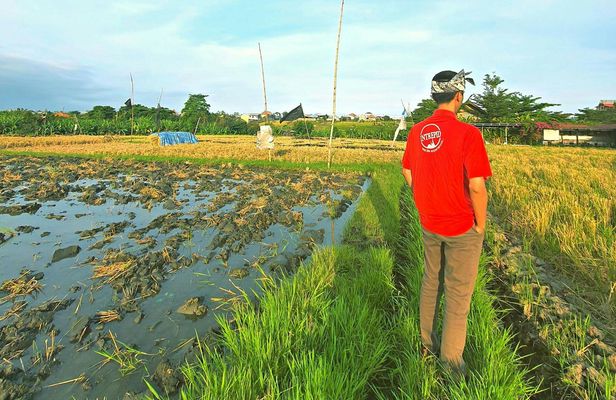 Bali's hidden rice terraces trek experience