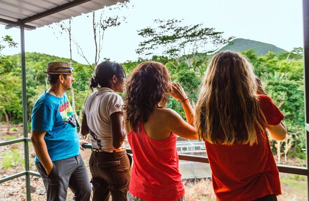 Mauritius Ebony Forest and bird watching tour