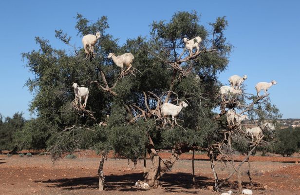 Goats on the tree trip from Agadir