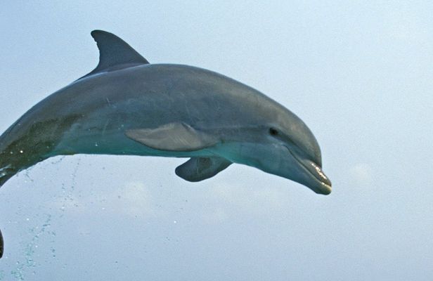 Kuching dolphin watching boat tour