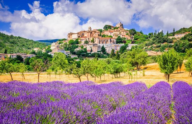 Sault lavender fields half-day guided tour from Avignon