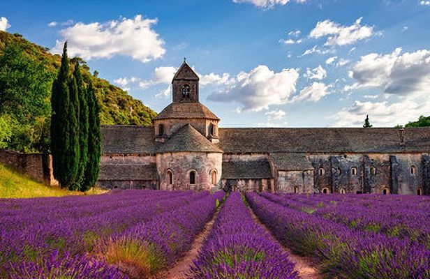 Sault lavender fields full-day guided tour from Avignon