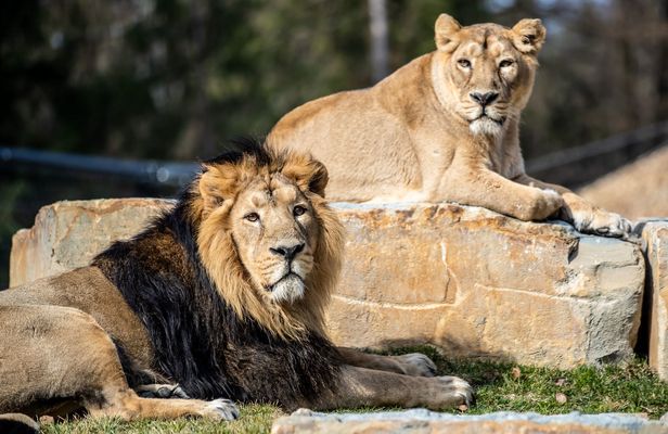 Dar es Salaam Zoo day-tour