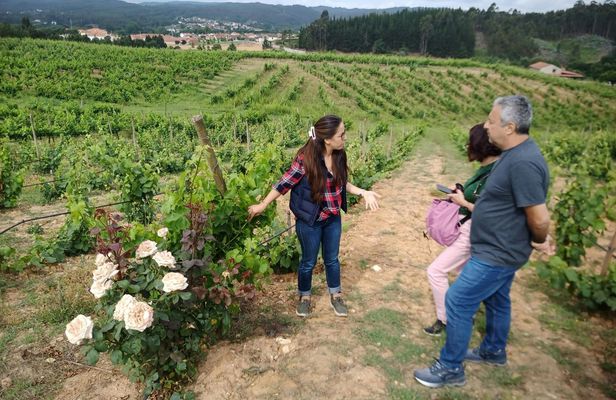 Dão full-day tour from Coimbra with wine tasting and lunch