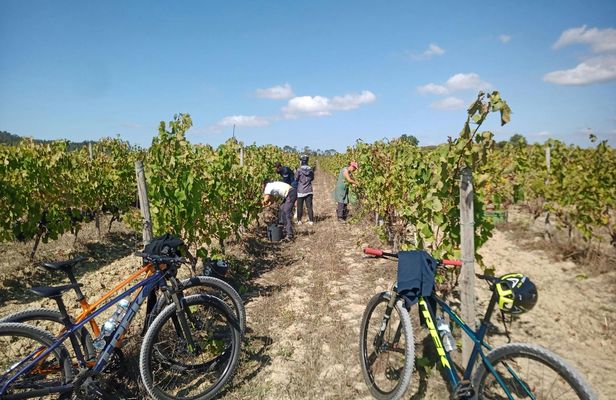 Bairrada vineyards bike tour with tastings from Coimbra