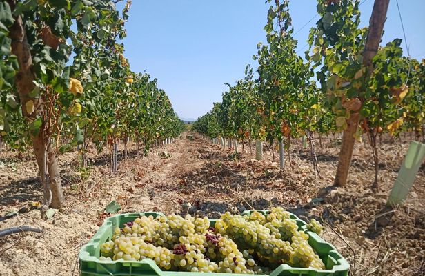 Half-day Bairrada Winery Route tour from Coimbra
