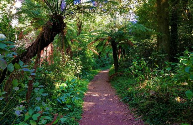 Bussaco Forest walking experience from Coimbra