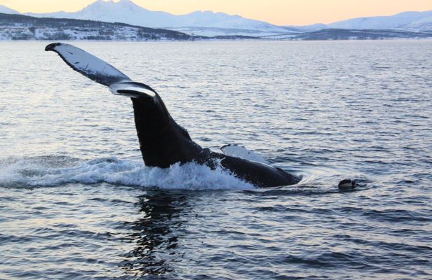 Polar whale safari from Tromso by boat