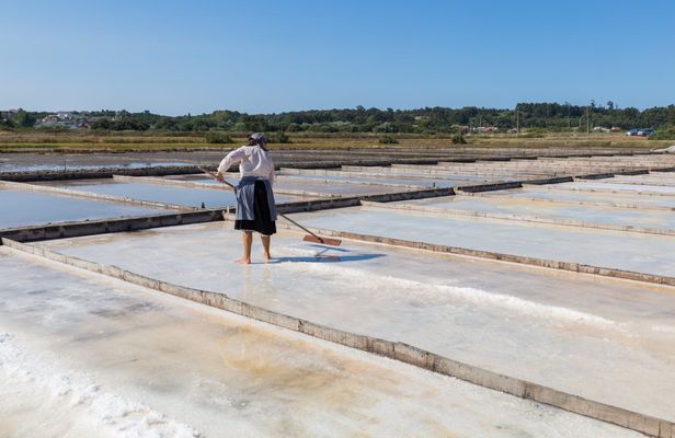 Figueira da Foz, rice paddies and saline pans excursion from Coimbra