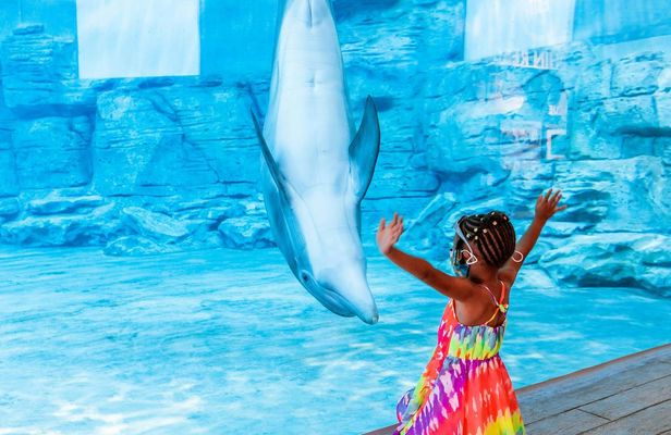 Clearwater Beach with lunch, transportation and aquarium