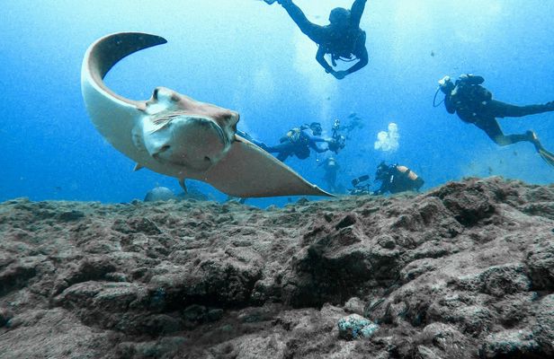 Beginner diving experience in Tenerife