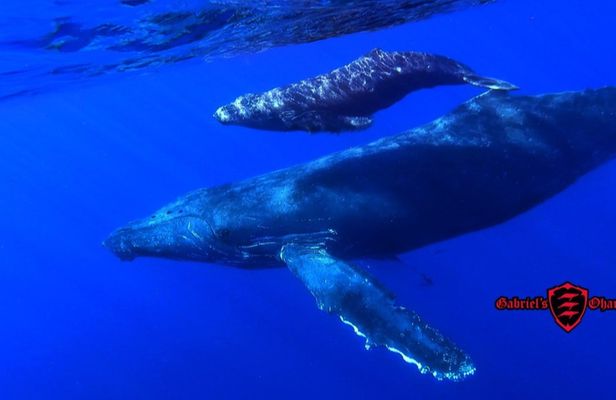 Whale watching tour by kayak in Maui