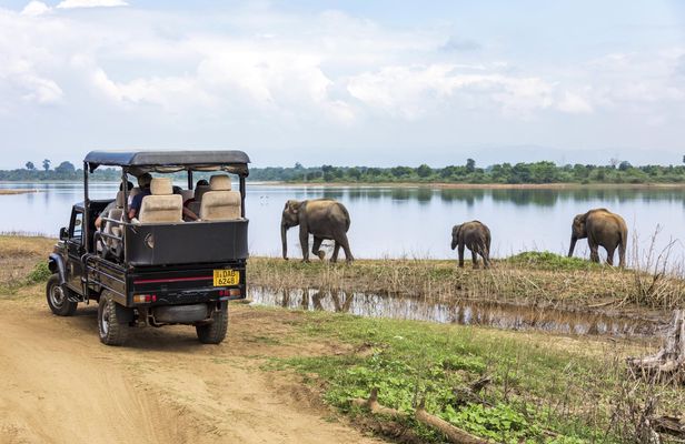 Udawalawa National Park full-day safari from Colombo